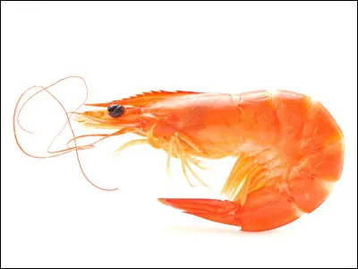 Quel est le nom de cet animal ?