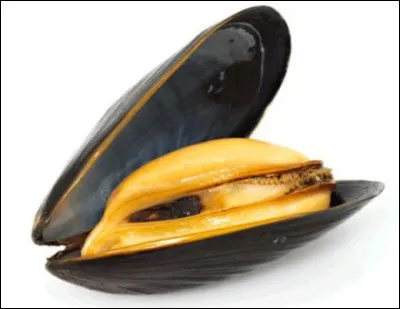 Quel est le nom de cet animal ?