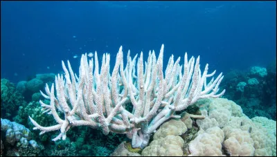 Quel est le nom de cet animal ?