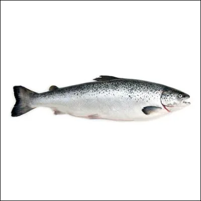 Quel est le nom de cet animal ?