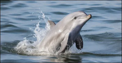 Quel est le nom de cet animal ?