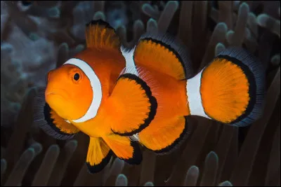 Quel est le nom de cet animal ?