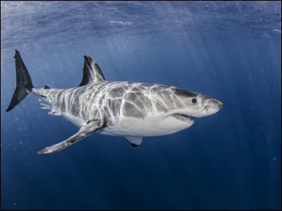 Quel est le nom de cet animal ?