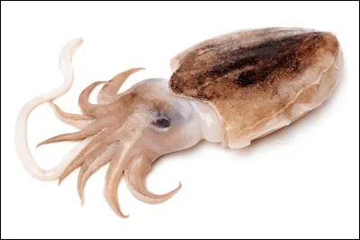 Quel est le nom de cet animal ?