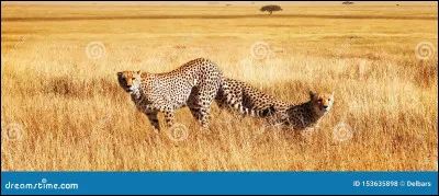 Quelle est leur longévité dans la savane ?