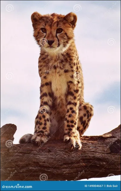 Combien de petits peuvent-ils avoir ?