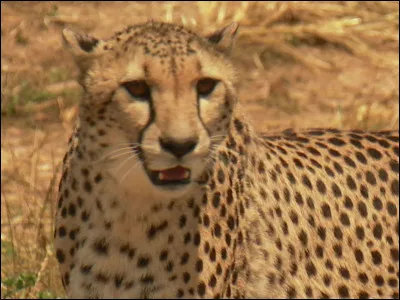 Les femelles vivent-elles en groupe ?