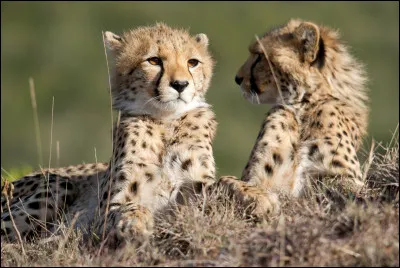 Les mâles vivent-ils en groupe ?