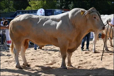 En 761, Pépin le Bref, à la suite de l'assassinat de Waifre, prend possession de la citadelle. Quel titre portait ce Waifre ?