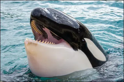 Quel est cet animal ?