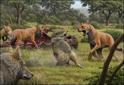 Quels animaux font partie des félins ?