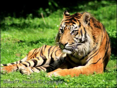 Quels animaux font partie des canidés ?