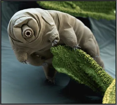 Quel est cet animal ?