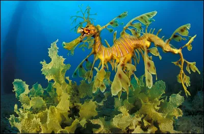 Quel animal est aussi appellé "cheval des mers" ?