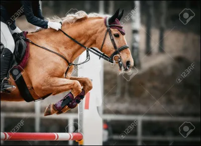 Pour terminer, une question très facile sur le débat entre les cavaliers et les non-cavaliers.
 Est-ce que l'équitation est un sport ?