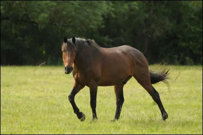 Dans la nature, quand une jument met bas, le poulain est encerclé d'une légère 'bulle' que la mère lèche pour ne pas attirer les prédateurs.