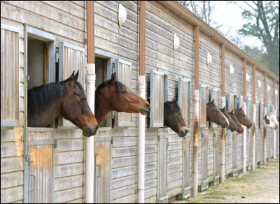 Quels sont les endroits où vit un cheval au centre équestre ?