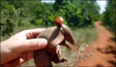 Comme mes parents, je suis insectivore, mais ça ne m'empêche pas de me délecter de champignons et de baies !