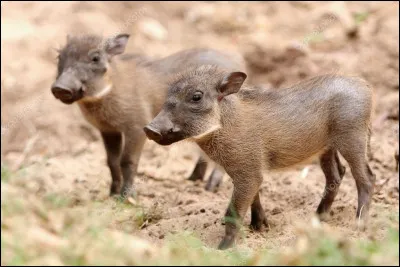 Il fait partie de la grande famille des suidés et vit en Afrique, allez-vous l'identifier ?