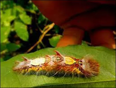 Quand ce papillon sortira de son enveloppe, qui sera-t-il, sachant que durant une certaine période, il fut utilisé pour la fabrication du dollar américain ?