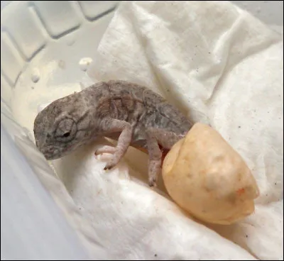 Réfléchissez avant de répondre, tournez sept fois votre langue dans votre bouche, quel est cet animal ?