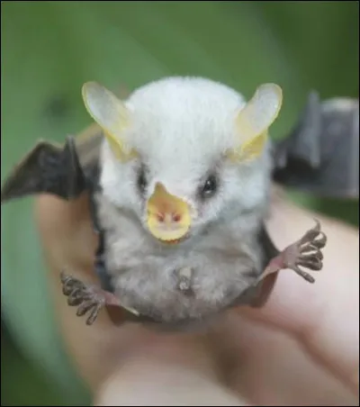 Cet animal n'est pas si rare, sa couleur blanche est naturelle, mais qui est-il ?