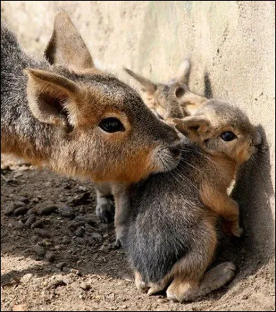 Un indice : On le trouve en Argentine !