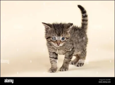 Celui-ci vit beaucoup plus près de chez nous, on le trouve en Europe !