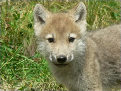 Bien sûr qu'il deviendra un loup adulte, mais lequel d'après vous, sachant qu'il vit dans des contrées extrêmement froides !