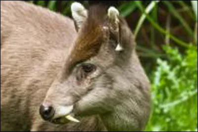 Quel est cet animal ?