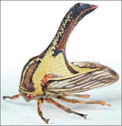 Quel est cet animal ?