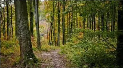 Quel est le prénom de la chanteuse recherchée ?