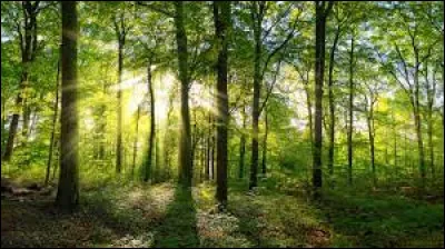 Quel est le prénom du chanteur recherché ?