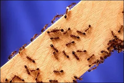 Enfin, je peux vous dire que pour rédiger ce quiz, j'ai dû faire un travail de ...