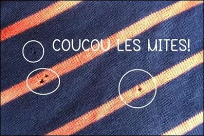 Si je vous dis Trichophaga tapetzella, c'est forcément le nom scientifique de la mite...