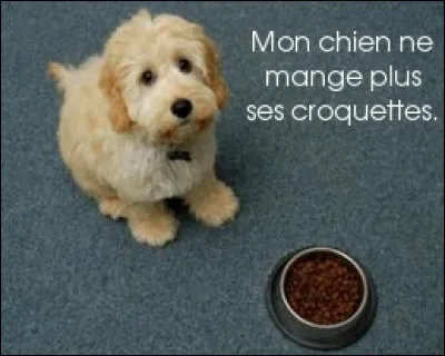 Est-il possible de trouver des mites dans les croquettes pour chiens et chats ?