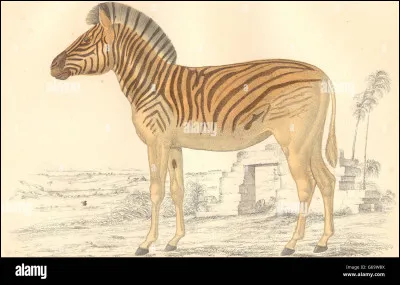 Comment s'appelle cette espèce de zèbre disparu en 1878 du sud de l'Afrique ?