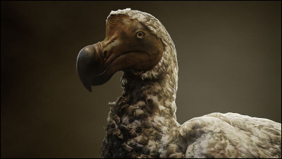 Comment se nomme cet oiseau originaire de l'île Maurice disparu en 1690 ?