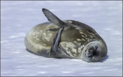 Comment s'appelle cette espèce de phoque disparue des îles du golf du Mexique ?