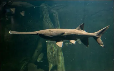 Comment s'appelle ce poisson originaire des fleuves chinois disparu dans les années 2000 ?