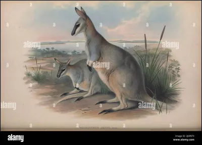 Comment s'appelle cette espèce de wallaby originaire du sud de l'Australie et disparu en 1939 ?