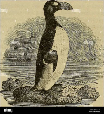Comment s'appelle cet oiseau disparu de l'océan Pacifique Nord en 1844 ?