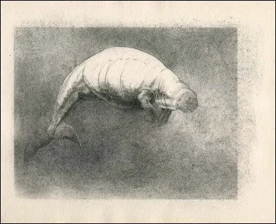 Comment s'appelle ce mammifère qui a vécu dans l'océan Pacifique Nord jusqu'en 1768 ?