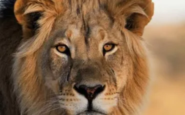 Quiz Animaux