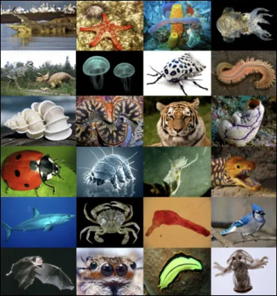 Quel animal préfères-tu ?