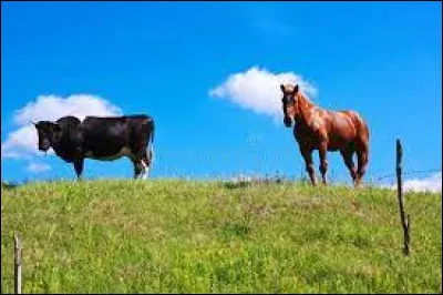 La gestation d'une jument est-elle plus ou moins longue que celle d'une vache ?