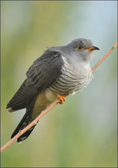 Voici un porte-bonheur : Si l'on entend le chant de cet oiseau pour la première fois de l'année (au printemps) et qu'on a de l'argent sur soi, dans le sac ou dans les poches, d'après la superstition, on aura de l'argent toute l'année ! Quel est cet oiseau ?