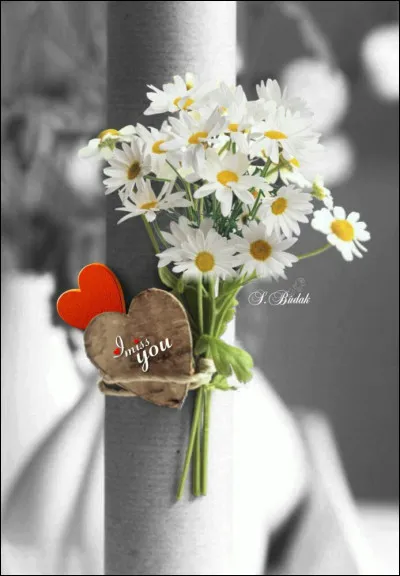 Qui chantait "Savoir attendre, goûter à ce plein bonheur qu'on vous donne par erreur" dans sa chanson "Savoir aimer" ?