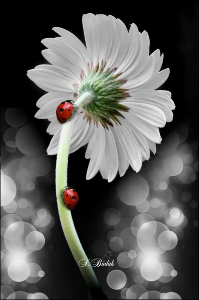 Et enfin, je m'adresse aux défieurs auxquels je demande un peu d'empathie ! Si vous avez perdu bon nombre de défis sur ce quiz raté pour vous, pensez à la joie de vos concurrents...