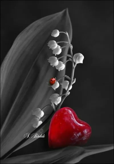 Pour prendre un bon départ, je vous offre un porte-bonheur !